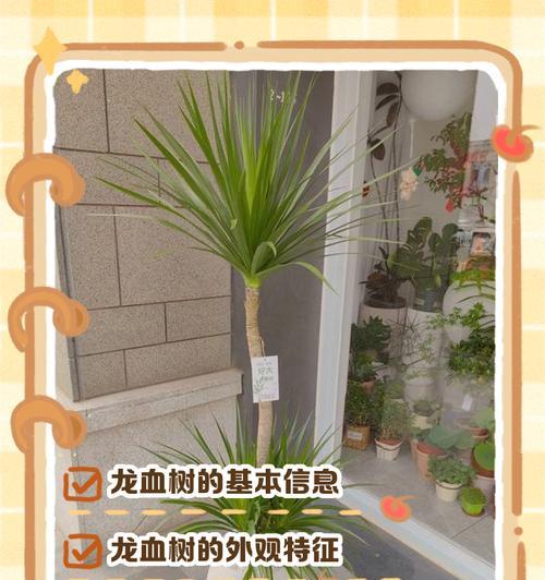 龙血树开花后的护理方法（如何让龙血树更美丽健康）-第3张图片-绿意生活
