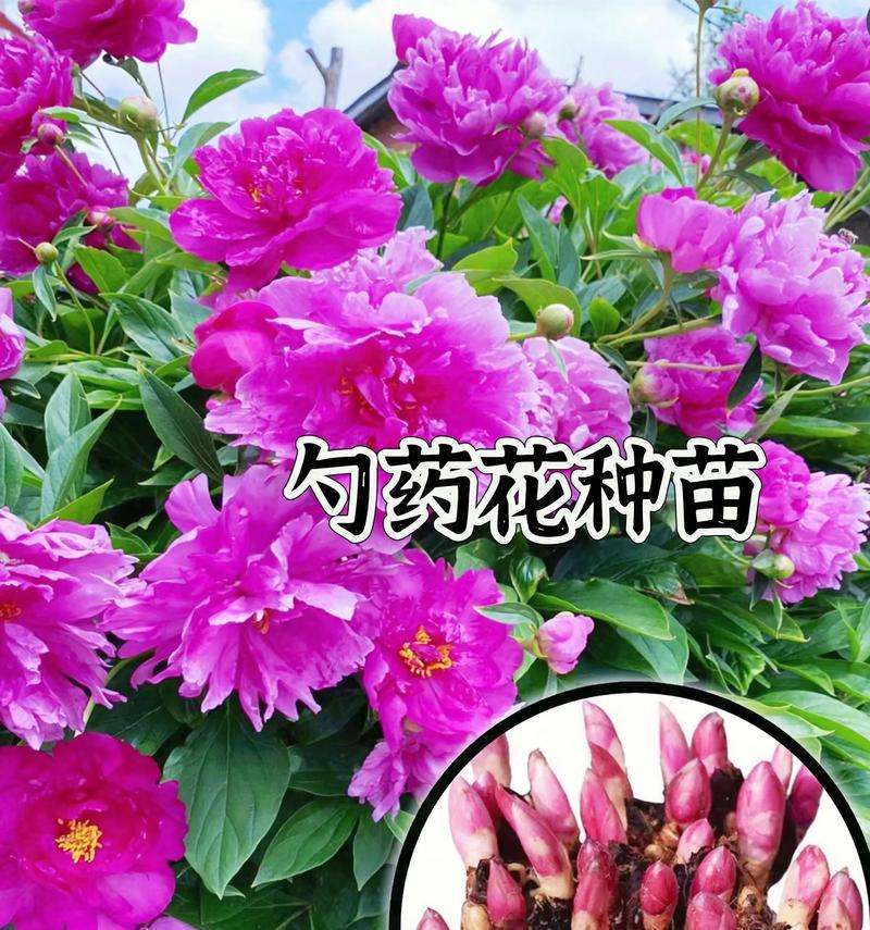 芍药花的修剪与养护（打造精致芍药花园，让芍药花绽放美丽）-第3张图片-绿意生活