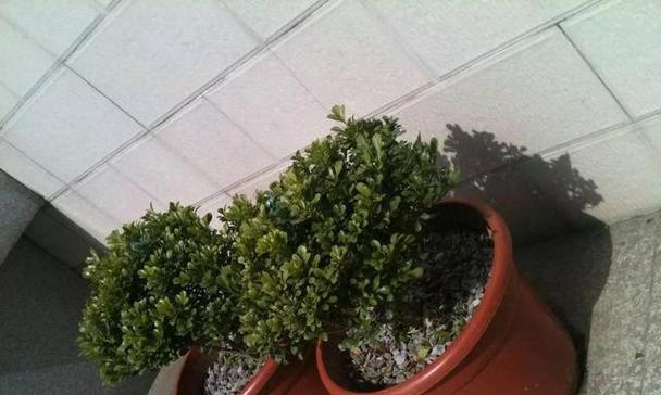 米兰杆上有虫子，如何处理？（保护米兰杆免受虫害侵扰）-第3张图片-绿意生活