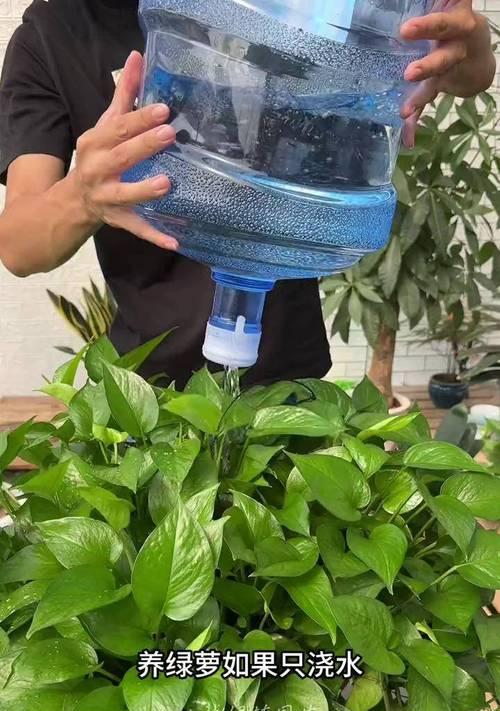 如何正确浇水养绿萝（掌握浇水技巧，让绿萝茁壮成长）-第1张图片-绿意生活