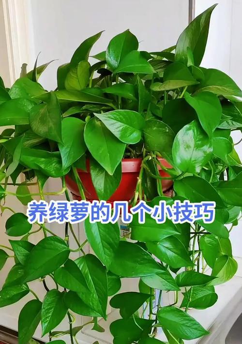 如何正确浇水养绿萝（掌握浇水技巧，让绿萝茁壮成长）-第2张图片-绿意生活