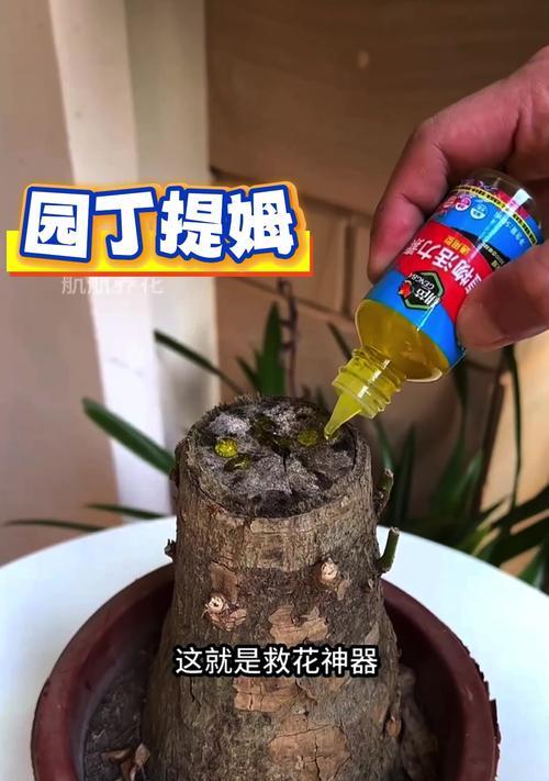 如何正确浇水养绿萝（掌握浇水技巧，让绿萝茁壮成长）-第3张图片-绿意生活