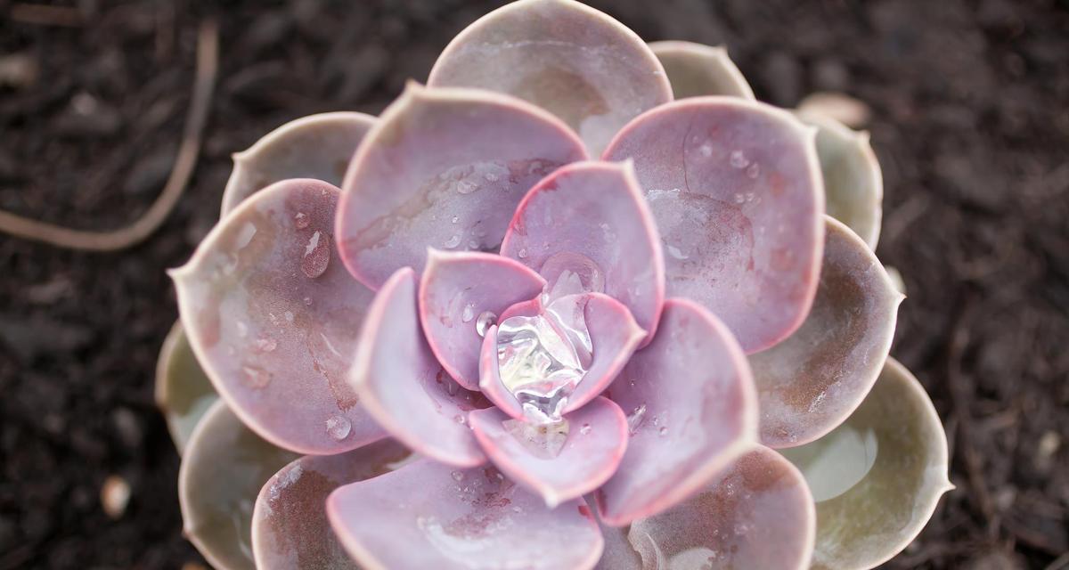 秋季怎么养殖紫乐多肉植物（打造多肉花园的关键技巧，让秋季养殖更简单轻松）-第1张图片-绿意生活