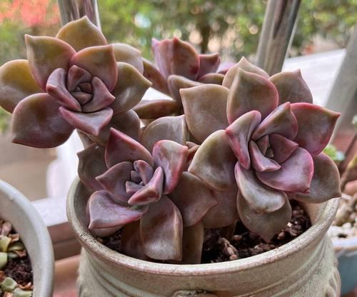 秋季怎么养殖紫乐多肉植物（打造多肉花园的关键技巧，让秋季养殖更简单轻松）-第3张图片-绿意生活