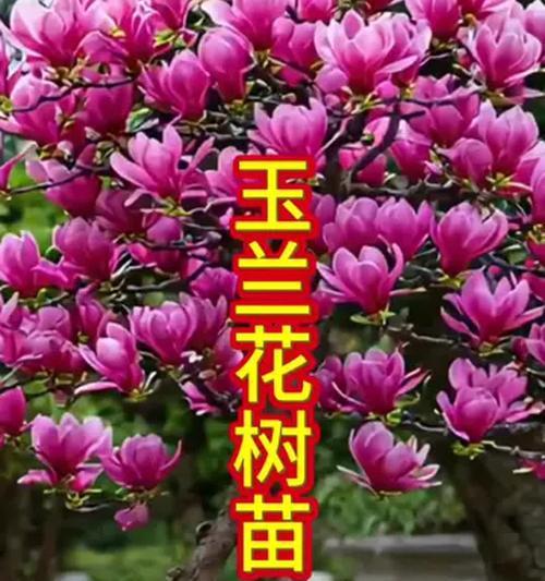 南方玉兰花盆栽的养护技巧（打造美丽花园的关键是细心呵护）-第1张图片-绿意生活