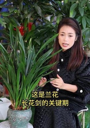 冬季墨兰的科学浇水方法（保护墨兰健康，从正确浇水开始）-第1张图片-绿意生活