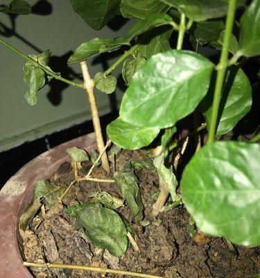 茉莉花老落叶之谜（探寻茉莉花老落叶现象背后的原因）-第1张图片-绿意生活
