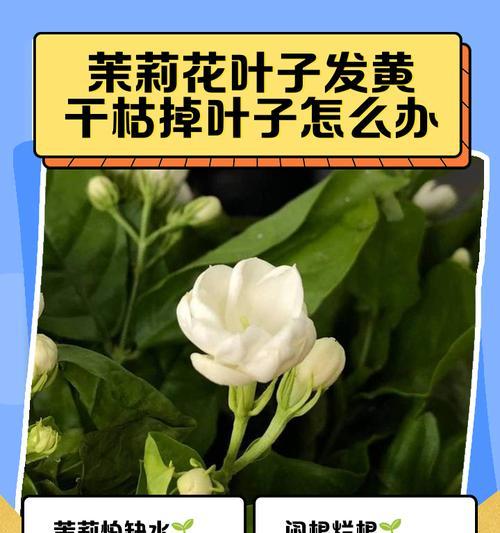 茉莉花老落叶之谜（探寻茉莉花老落叶现象背后的原因）-第2张图片-绿意生活