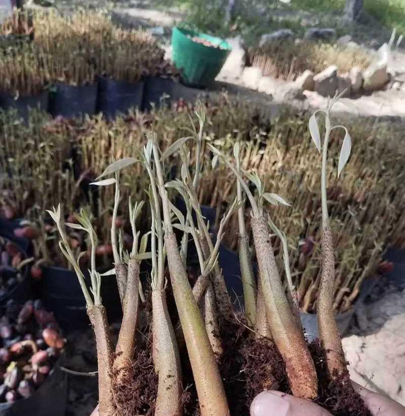 如何种植榴莲种子（从发芽到成长，成为一棵健康的榴莲树）-第1张图片-绿意生活