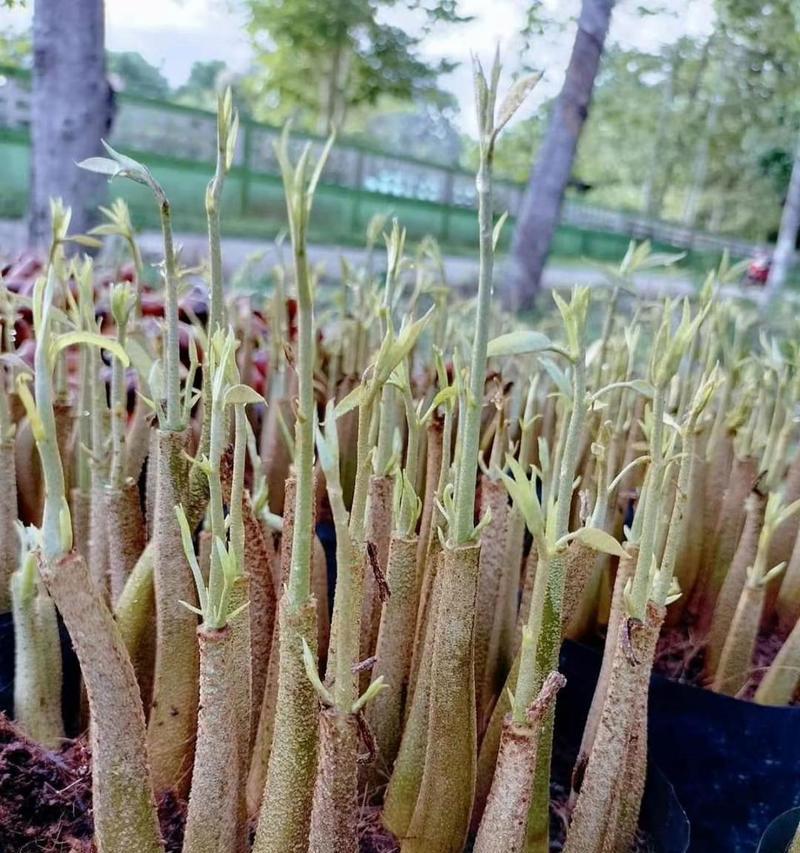 如何种植榴莲种子（从发芽到成长，成为一棵健康的榴莲树）-第2张图片-绿意生活