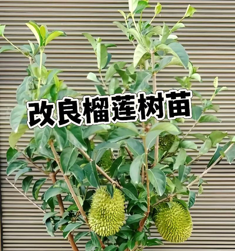如何种植榴莲种子（从发芽到成长，成为一棵健康的榴莲树）-第3张图片-绿意生活