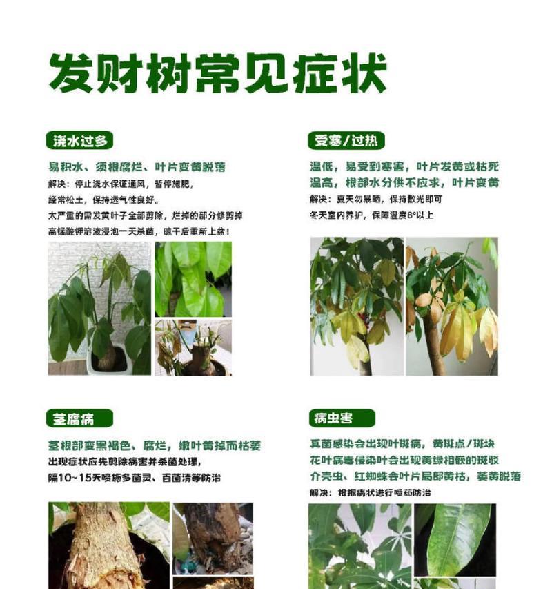 冬季如何正确浇水发财树（室内养发财树的冬季浇水指南）-第3张图片-绿意生活