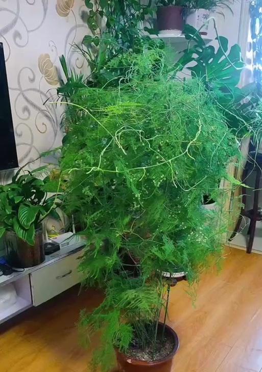 文竹开花的臭味之谜（探究文竹开花的臭味源和原因）-第1张图片-绿意生活