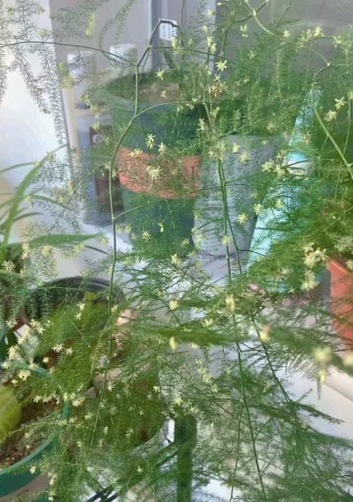 文竹开花的臭味之谜（探究文竹开花的臭味源和原因）-第3张图片-绿意生活