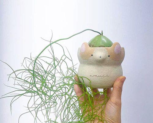以大苍角殿为主题的上盆技巧及注意事项（掌握正确的上盆方法，让大苍角殿更加健康茁壮）-第3张图片-绿意生活