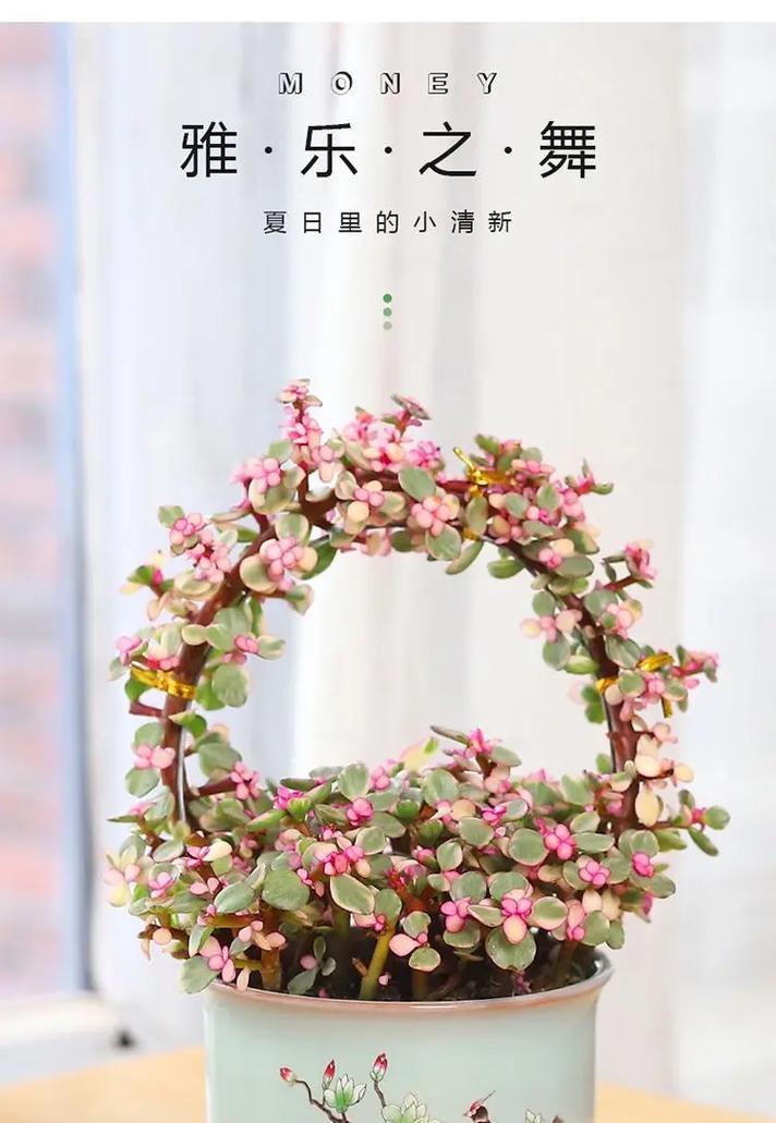 冬日养护金枝玉叶雅乐之舞的秘诀（冬天养护金枝玉叶雅乐之舞的关键步骤和技巧）-第1张图片-绿意生活