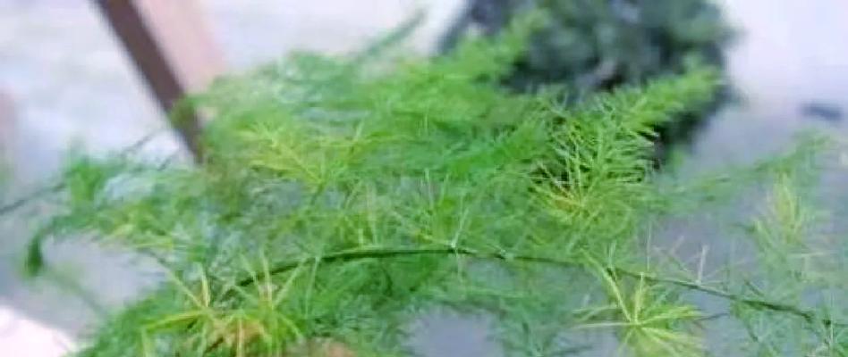 文竹落叶怎么办？如何保养文竹？（解决文竹落叶问题，打造健康文竹环境）-第1张图片-绿意生活