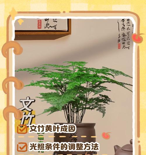 文竹落叶怎么办？如何保养文竹？（解决文竹落叶问题，打造健康文竹环境）-第3张图片-绿意生活