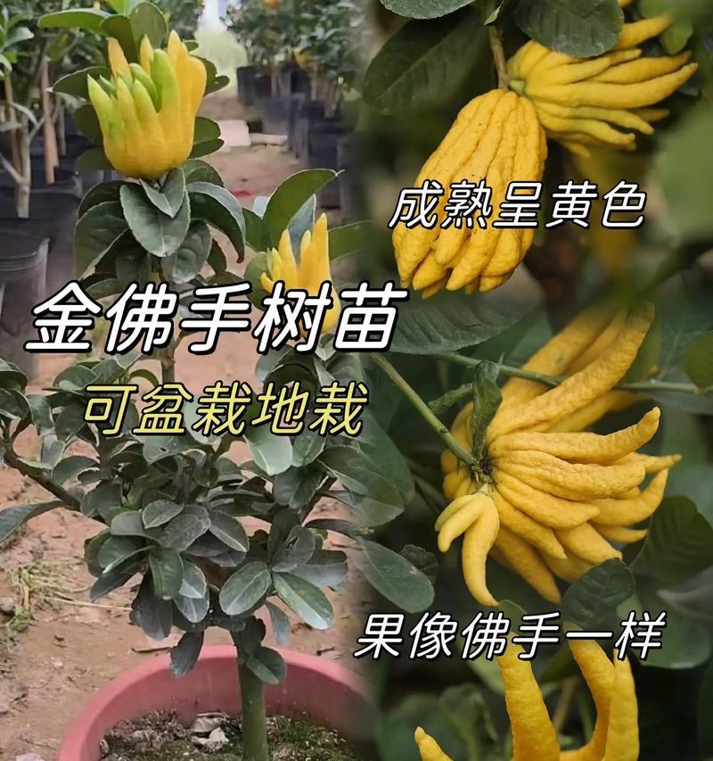 佛手盆景养殖全攻略（一步步教你如何成功养殖佛手盆景）-第1张图片-绿意生活