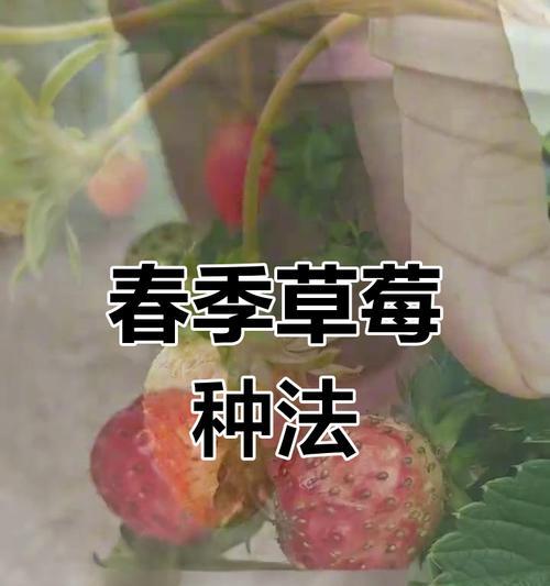 以草梅怎么栽法（栽培步骤、养护要点、繁殖技巧）-第1张图片-绿意生活