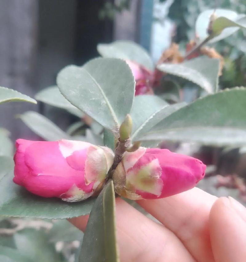 花苞自己掉了怎么解决（保护花苞，让花朵绽放美丽）-第2张图片-绿意生活
