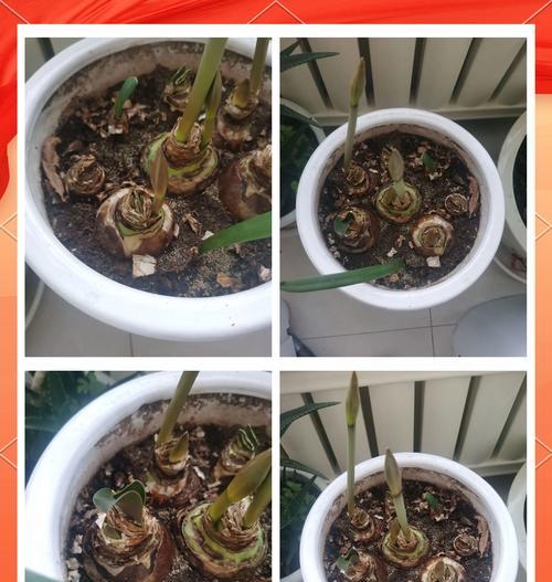 花苞自己掉了怎么解决（保护花苞，让花朵绽放美丽）-第3张图片-绿意生活