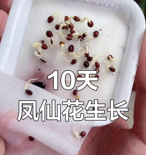 凤仙花发芽死了怎么办（教你挽救凤仙花的生命）-第1张图片-绿意生活