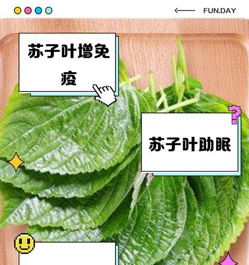 如何选择苏子叶种植的最佳时间（合适的月份、适宜的气候条件和种植技巧）-第1张图片-绿意生活