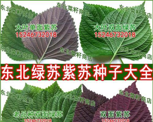 如何选择苏子叶种植的最佳时间（合适的月份、适宜的气候条件和种植技巧）-第2张图片-绿意生活