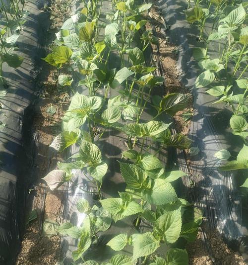 如何选择苏子叶种植的最佳时间（合适的月份、适宜的气候条件和种植技巧）-第3张图片-绿意生活