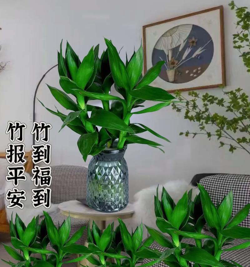 观音竹的养殖全攻略（打造家中绿色小天地，学会养护观音竹）-第1张图片-绿意生活
