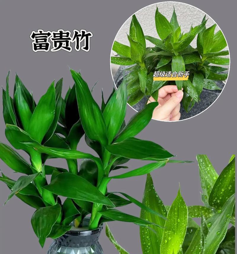 观音竹的养殖全攻略（打造家中绿色小天地，学会养护观音竹）-第3张图片-绿意生活