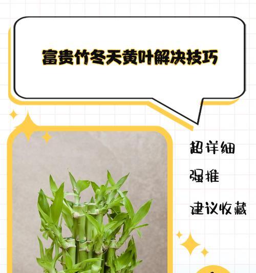 富贵竹叶子发黄原因及解决方法（富贵竹叶子为什么会发黄？如何恢复其健康？）-第1张图片-绿意生活