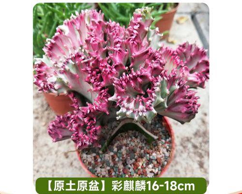 麒麟根部腐烂问题的解决方法（挽救麒麟根部，延续花卉生命之道）-第2张图片-绿意生活