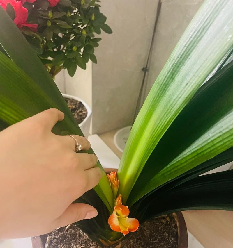 以君子兰如何上盆后怎么养（君子兰养护全攻略，从上盆到养护一网打尽）-第1张图片-绿意生活