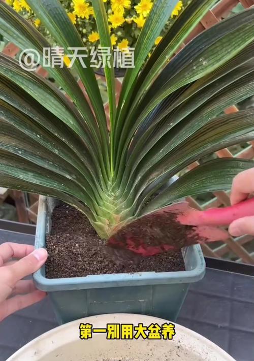 以君子兰如何上盆后怎么养（君子兰养护全攻略，从上盆到养护一网打尽）-第2张图片-绿意生活