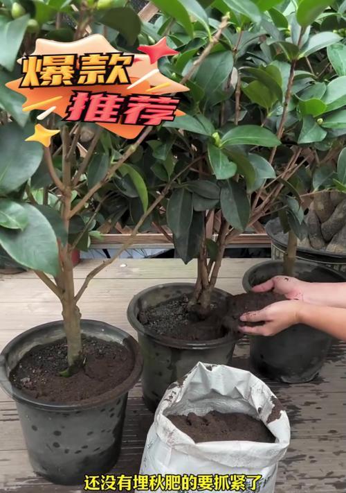 家庭制作花肥料的方法与技巧（打造绿色家庭花园的秘诀与经验）-第2张图片-绿意生活