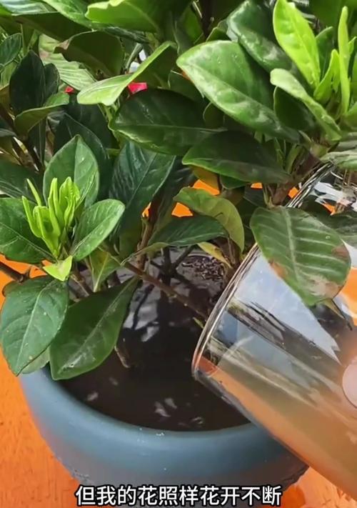 家庭制作花肥料的方法与技巧（打造绿色家庭花园的秘诀与经验）-第3张图片-绿意生活
