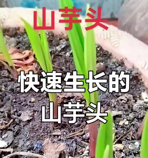 芋头繁殖的方法及技巧（如何通过芋头的种植繁殖出更多的芋头）-第2张图片-绿意生活