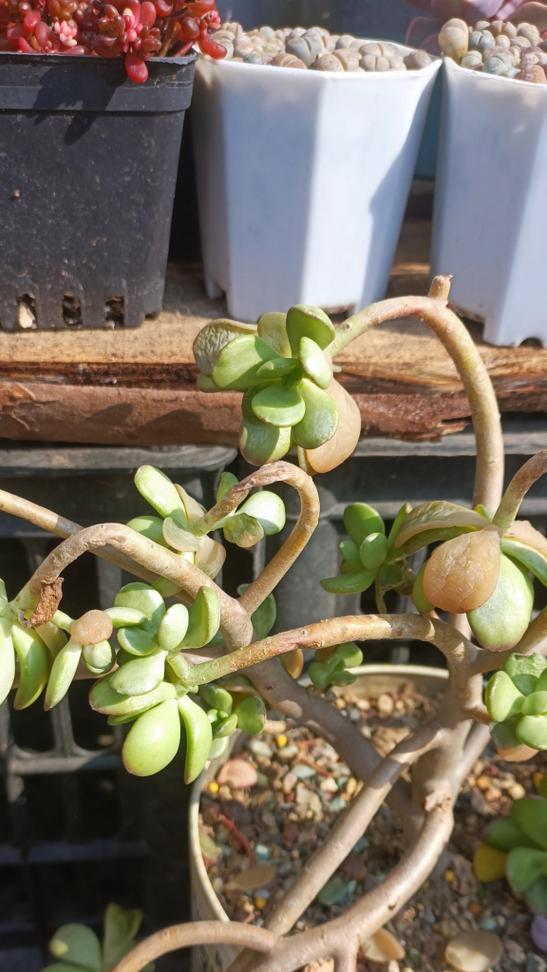 多肉冻伤的护理与治疗（如何有效缓解和预防多肉植物冻伤）-第1张图片-绿意生活