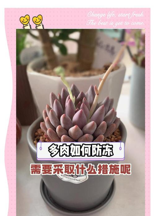 多肉冻伤的护理与治疗（如何有效缓解和预防多肉植物冻伤）-第3张图片-绿意生活