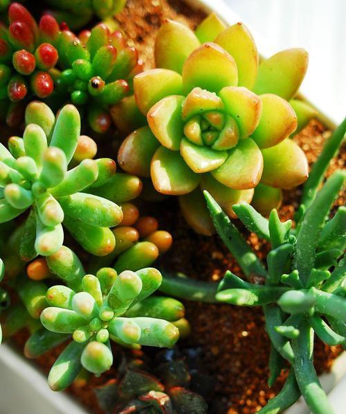 多肉冻伤的护理与治疗（如何有效缓解和预防多肉植物冻伤）-第2张图片-绿意生活