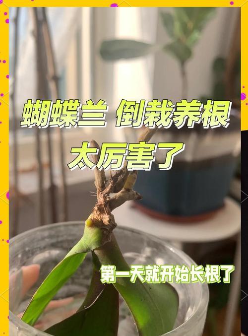 蝴蝶兰基质发霉的处理方法（蝴蝶兰基质发霉的危害及预防措施）-第1张图片-绿意生活