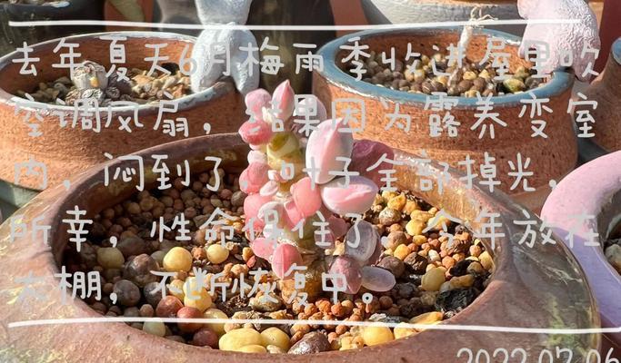 夏天多肉植物的阳光管理策略（如何保护多肉植物在炎热夏天的太阳曝晒）-第1张图片-绿意生活