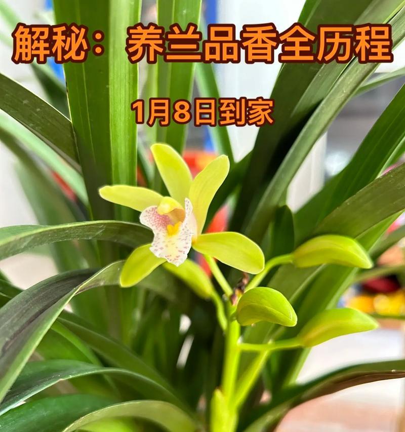 如何成功种植兰花（从选购到养护，一步步教你种植兰花）-第2张图片-绿意生活