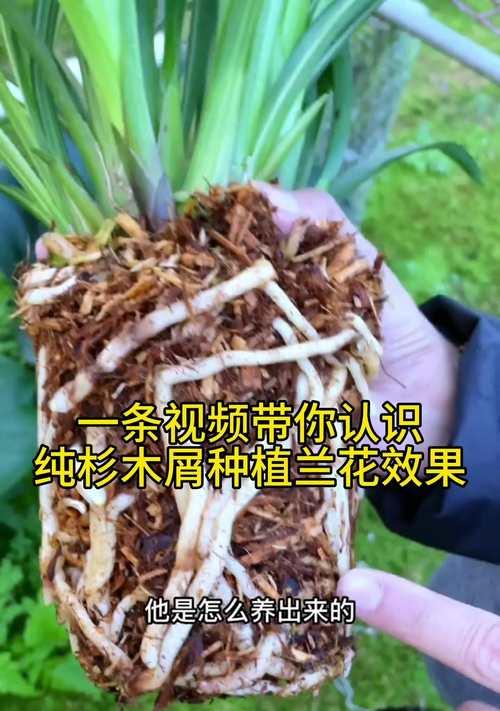 如何成功种植兰花（从选购到养护，一步步教你种植兰花）-第3张图片-绿意生活