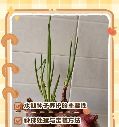 水仙花繁殖方法与注意事项（培养水仙花的技巧和细节）-第1张图片-绿意生活