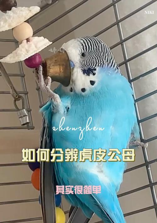 如何帮助黄红眼鹦鹉摆脱便秘的困扰（全面了解黄红眼鹦鹉便秘的原因及解决方法）-第1张图片-绿意生活