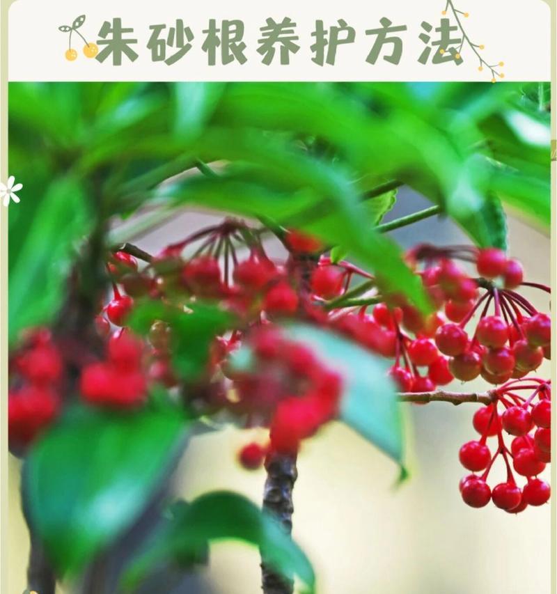 如何正确养护朱砂根？（掌握关键要点，让朱砂根健康成长）-第3张图片-绿意生活