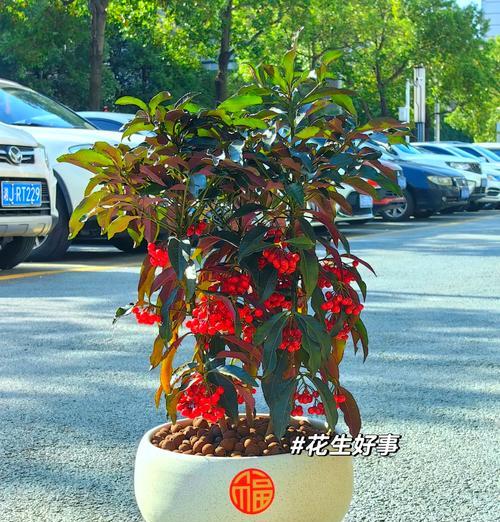 如何正确养护朱砂根？（掌握关键要点，让朱砂根健康成长）-第1张图片-绿意生活